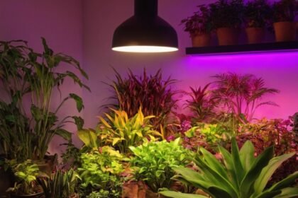 Die Vorteile von LED Grow Lampen Vollspektrum für den Indoor-Anbau